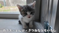 窓際でちょこんと座るおかゆちゃん。しばらく待っても母猫が現れません（提供：おかゆ生活さん）