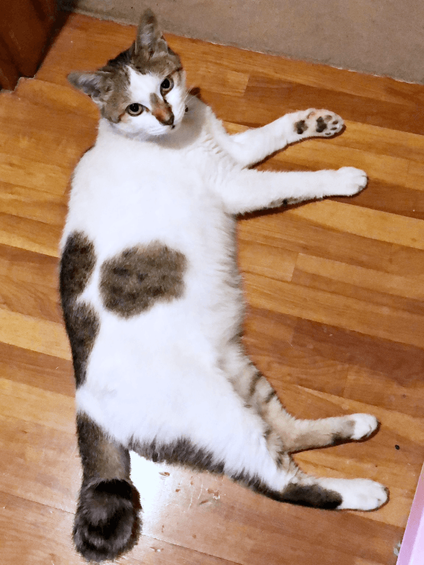 床上でゴロン！ 丸いしっぽもチャーミングなみぃ～みぃ～ちゃん（画像提供：みぃ～みぃ～ちゃんとジャミラズさん）