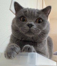 たまに現れる麿のような眉毛（提供：スーパープリティキャットさん）