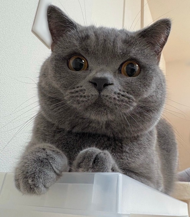 たまに現れる麿のような眉毛（提供：スーパープリティキャットさん）