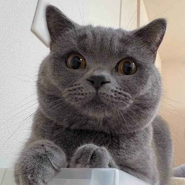 たまに現れる麿のような眉毛（提供：スーパープリティキャットさん）