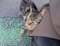 保護時には、きつい体臭が漂っていた