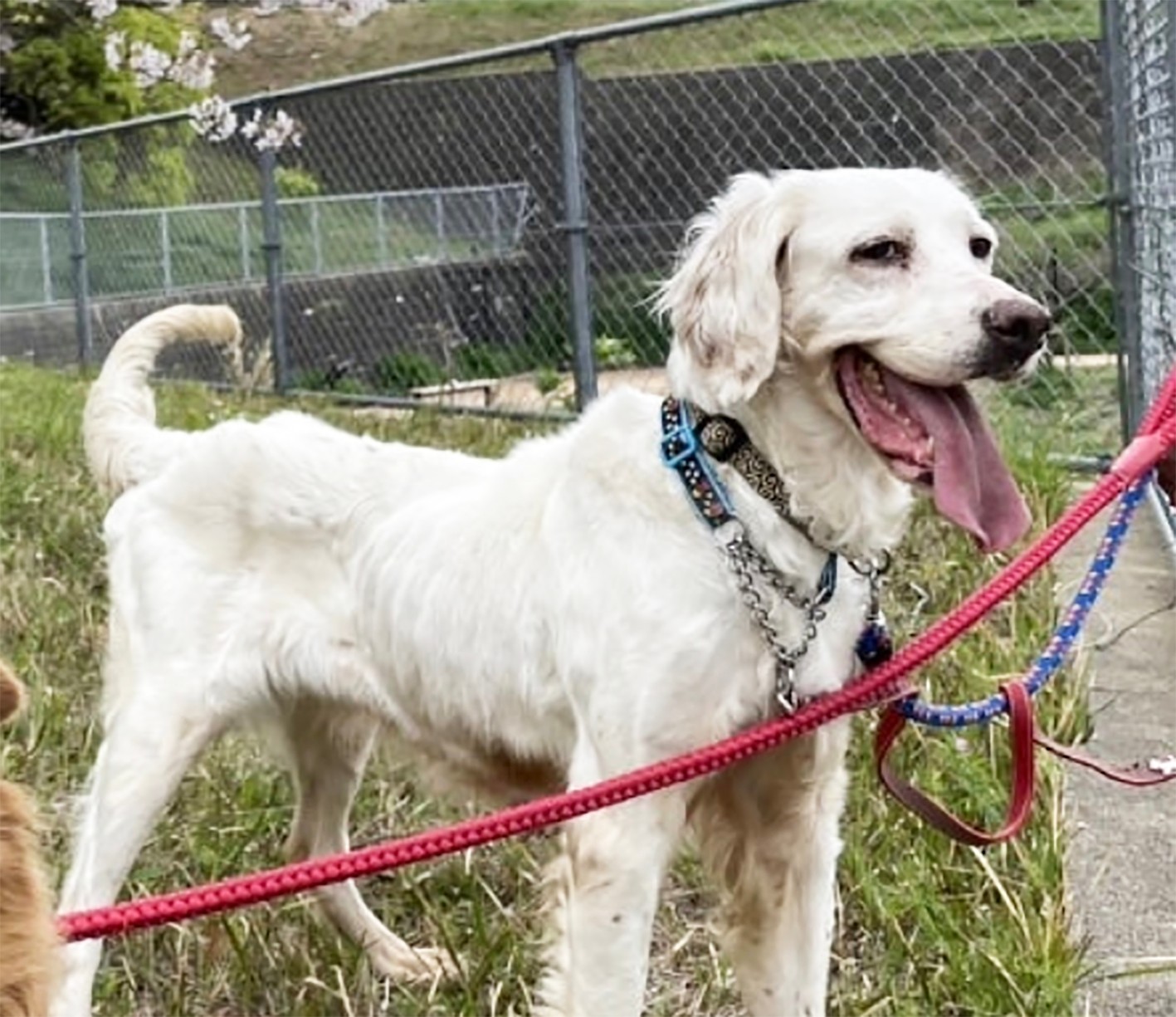 繁殖犬として用済みで棄てられた？ 浮き出たあばら骨と背骨が