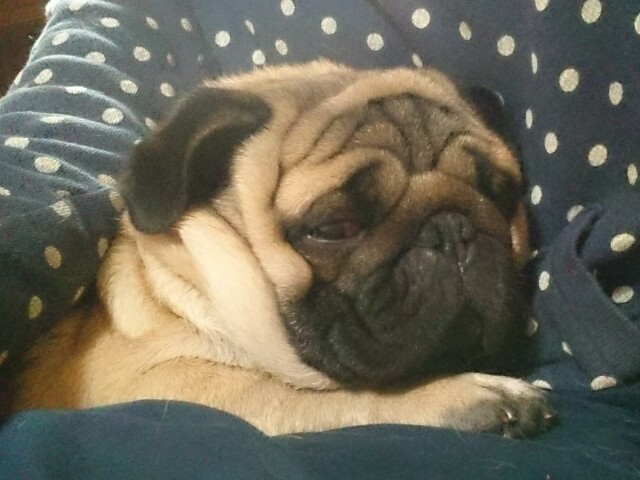 散歩へ行き帰らぬ犬に 愛犬を亡くし気づいた 当たり前の日々の大切さ 犬 猫との幸せな暮らしのためのペット情報サイト Sippo