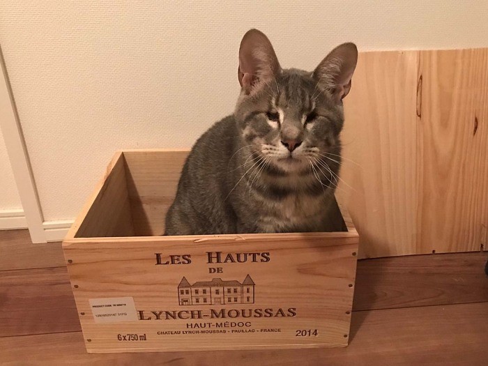 僕も今では幸せな箱入り息子（山下さん提供）