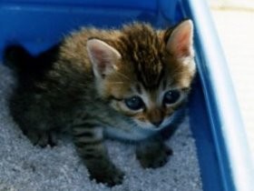 猫砂で「防災トイレ」　高校生が作ったら、文科大臣賞