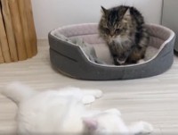 メルちゃん（写真上）はマオちゃんを威圧で倒してしまった＝めるちょとまおまおさん（@meltube_cat）のTwitterより