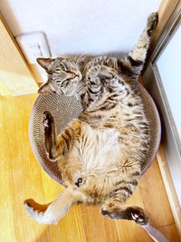 ヘソ天ポーズが愛らしい蓮くん（画像提供：うにねこさん）