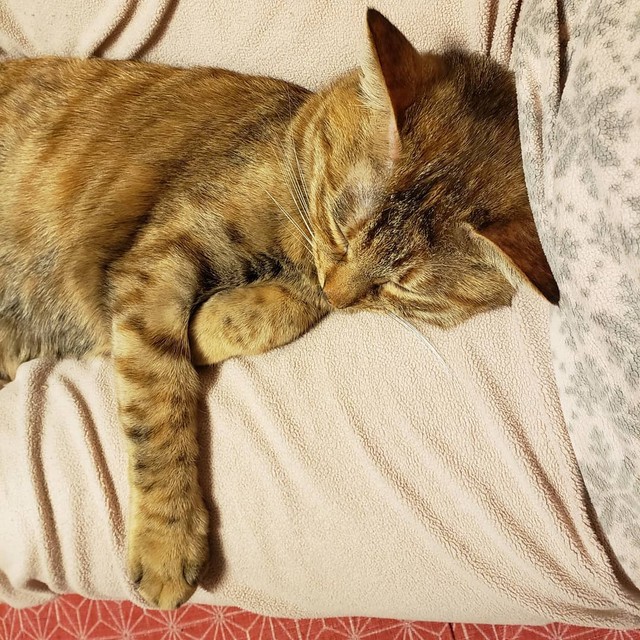 遊び疲れてひと休み