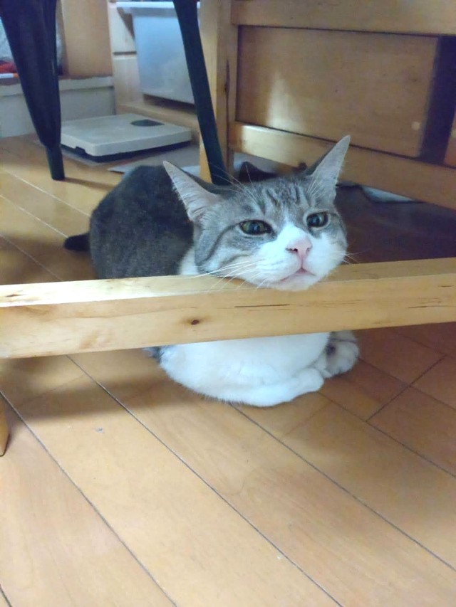 物思いにふける諭吉