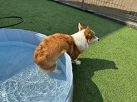 プールから出ようとしたら、お腹がつっかえてしまったボスくん（画像提供：一番星ぶん太 B.B.B Corgisさん）