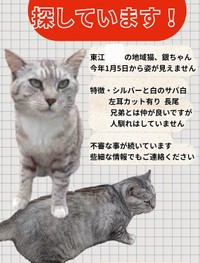 行方不明の銀ちゃん（寧波さん提供）