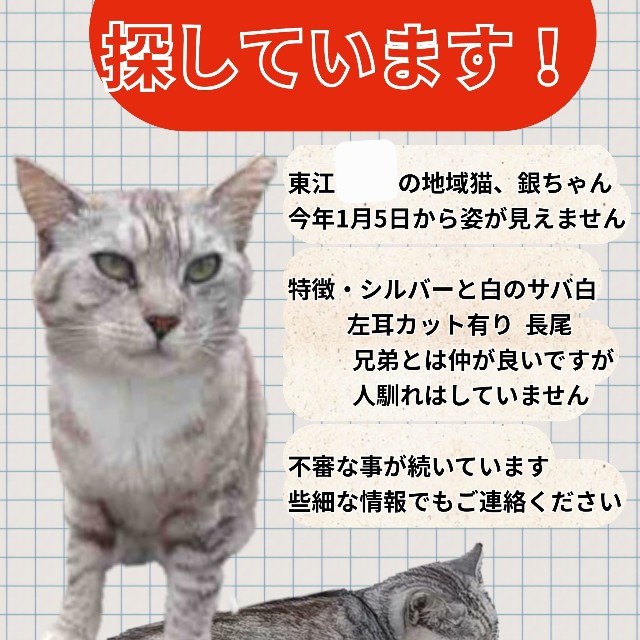 行方不明の銀ちゃん（寧波さん提供）