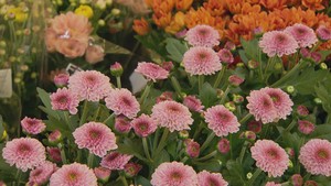 お盆に向けて菊の出荷が最盛期　宮城・南三陸町