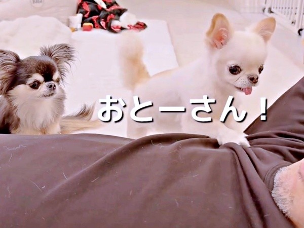 「おとう・さん」！ きれいに聞こえる言葉を放ったうにちゃん（画像提供：うにちゃん＆えびちゃん）