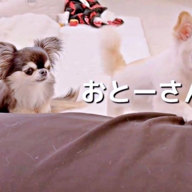 「おとう・さん」！ きれいに聞こえる言葉を放ったうにちゃん（画像提供：うにちゃん＆えびちゃん）