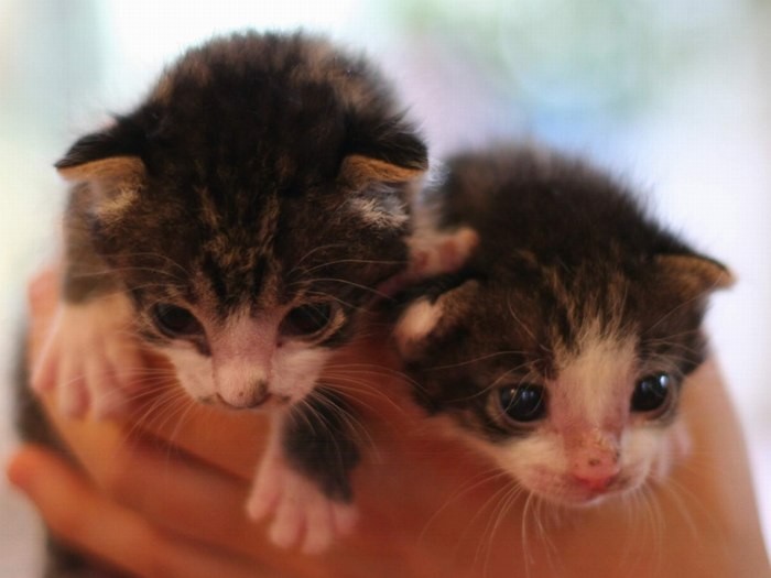 左ソラ、右テンテン。このころから仲良し兄弟