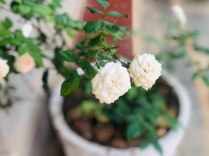 「面倒くさいやつ」と思われるのが怖くて仕方がないけれど、