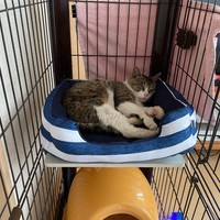 ケージの中ですやすや眠る喜次郎くん（画像提供：茶トラ猫のニャン太とキジシロの喜次郎さん）