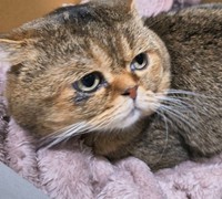ビビりだけど、なでると小さくゴロゴロ（保護猫団体「猫スマイル」提供、Instagramよりキャプチャ撮影）