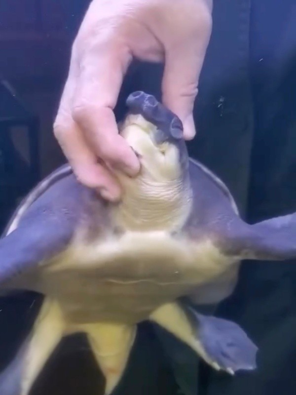 アゴを撫でられて目を閉じ、うっとりするブタバナガメ（画像提供：corokukizさん）