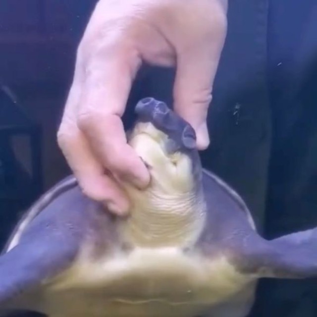 アゴを撫でられて目を閉じ、うっとりするブタバナガメ（画像提供：corokukizさん）