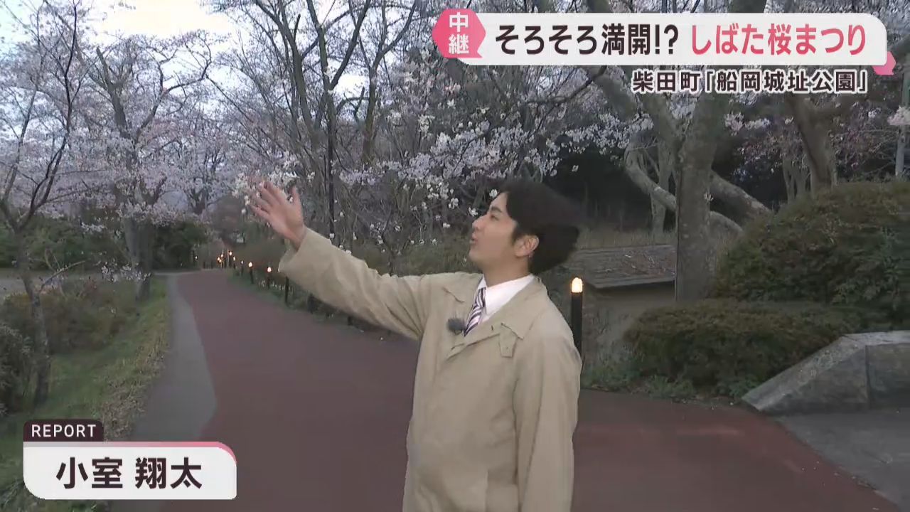 宮城県の桜の名所　柴田町の船岡城址公園の桜