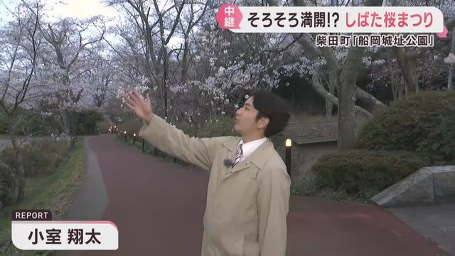 宮城県の桜の名所　柴田町の船岡城址公園の桜