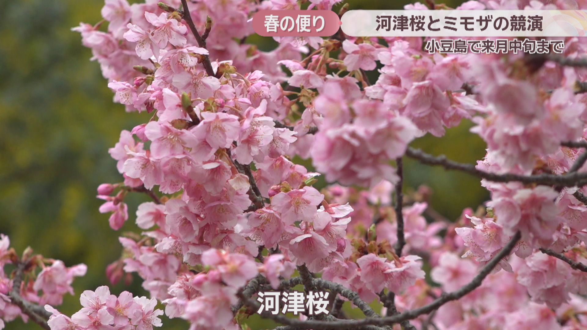 一足早い春の便り 河津桜とミモザが見頃に 3月中旬ごろまで一般公開