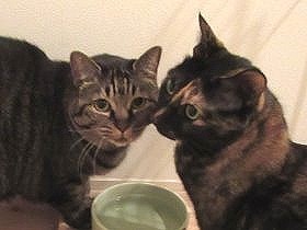 猫たちの食事場所を変えたら…　戸惑った猫は元の場所で待機