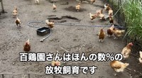 百鶏園は数少ない放牧飼育の養鶏場だそう／藤田さん（@-ChickensChannel）提供