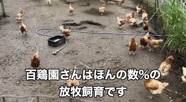 百鶏園は数少ない放牧飼育の養鶏場だそう／藤田さん（@-ChickensChannel）提供