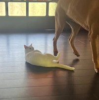 ざんねん！スルーされてしまいました（画像提供：ジョーは犬&猫と共に古民家で暮らしているさん）