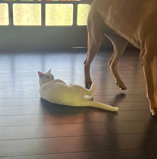 ざんねん！スルーされてしまいました（画像提供：ジョーは犬&猫と共に古民家で暮らしているさん）