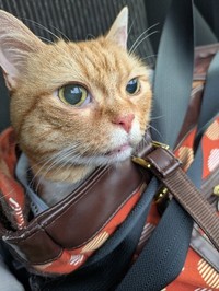 日帰りで、抜歯手術を受けた日