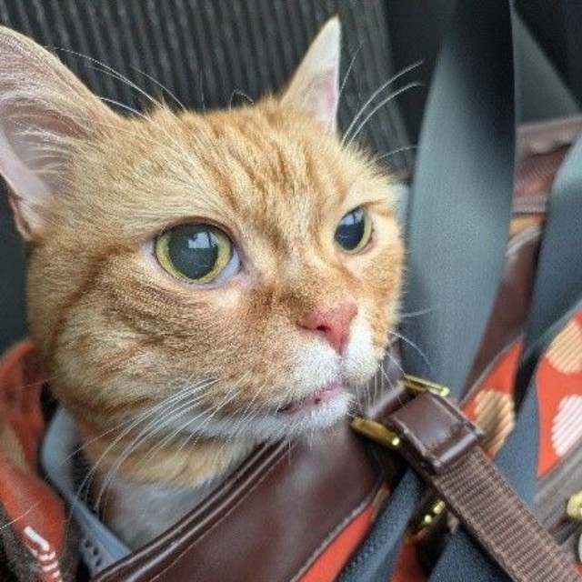 日帰りで、抜歯手術を受けた日