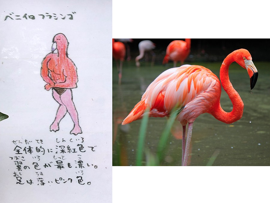 似てないのに、なぜか超わかりやすい…マッチョなフラミンゴのイラスト