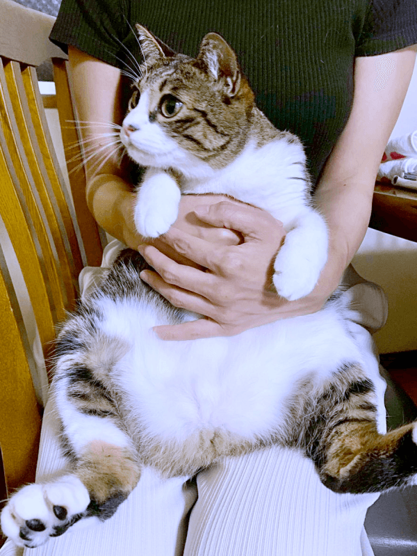 膝上にちょこん！ 子どものようなクロエちゃん（画像提供：真顔のクロエさん）