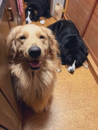 今日はひき割り納豆がもらえる日なの〜！と、ゴールデンのジンくん＝麻実さん（@mami_wmyco）提供