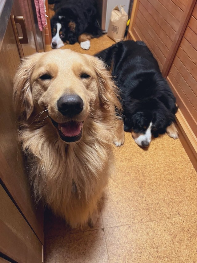 今日はひき割り納豆がもらえる日なの〜！と、ゴールデンのジンくん＝麻実さん（@mami_wmyco）提供