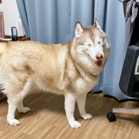 カメムシ成分を吐き切り、スッキリとした笑顔のシャンテちゃん。今度こそ懲りてくださいね（画像提供：ハマジさん）