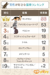 男性が好きな猫種ランキング（出典：【猫好き男性200人に聞いた】好きな猫種ランキング！https://er-animal.jp/pepy/119034）