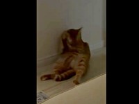 暗闇の中、毛づくろいをするアズドラくん（画像提供：アズドラさん）