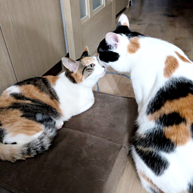 鼻チューであいさつする（左から）トビ子ちゃん、シナちゃん（画像提供：tobi8/8さん）