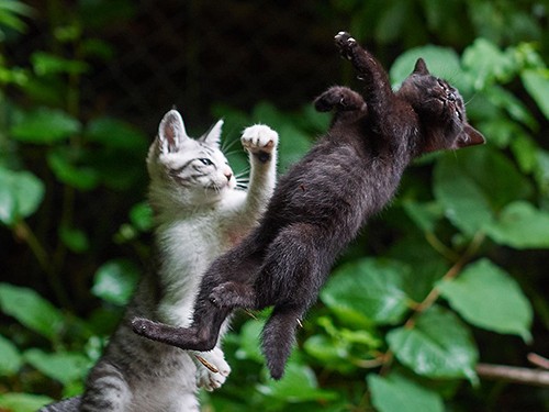 子猫のアクション炸裂！　大ヒット作の第2弾「のら猫拳キッズ」