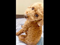 くるっと振り返って「止めないで？」と訴えるカイちゃん（画像提供：カイ（あしながトイプー）さん）