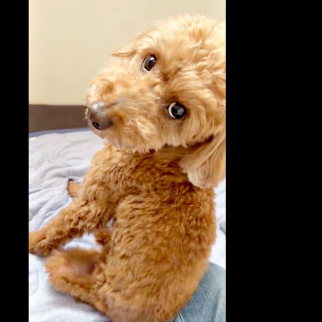くるっと振り返って「止めないで？」と訴えるカイちゃん（画像提供：カイ（あしながトイプー）さん）