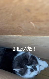 猫たちは奥に縮こまっていたため、引っ張り出すのに一苦労したという（「ねこから目線。」さん提供、Instagramよりキャプチャ撮影）