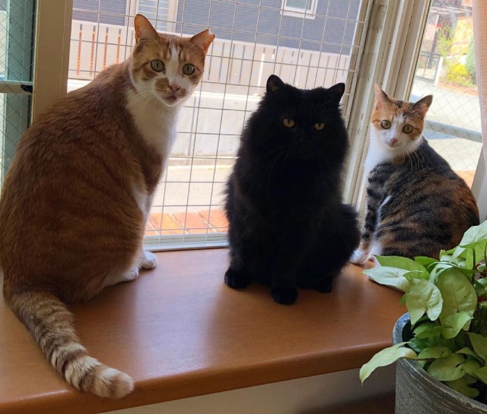 みんなでパトロール中（手前からきんくん、ごえもんくん、はるちゃん）