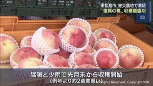 小ぶりでもとても甘い　漁師が育てる「復興のモモ」収穫最盛期　宮城・東松島市